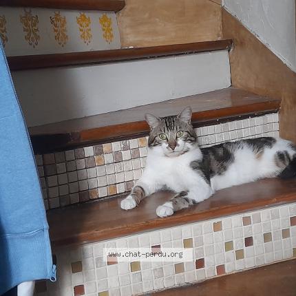 Photo de chat perdu à Torcy