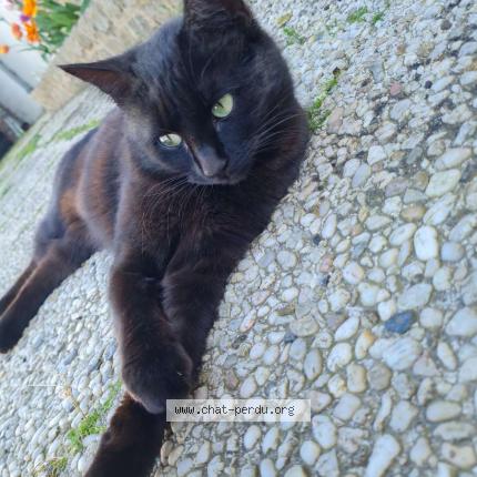 Photo 1/1 Chat retrouvé Perdu à Antheuil Portes