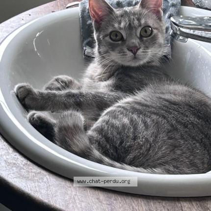 Photo de chat perdu à Caudebec Les Elbeuf