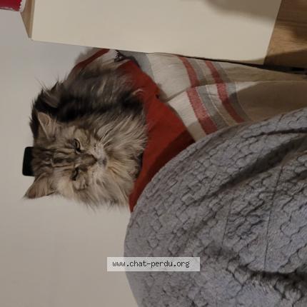 Photo de chat perdu à Cluses