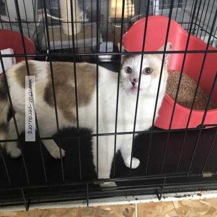 Photo 1/1 Chat trouvé Trouvé à Orleans