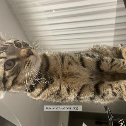 Photo 1/1 Badem Chat perdu à Bischwiller