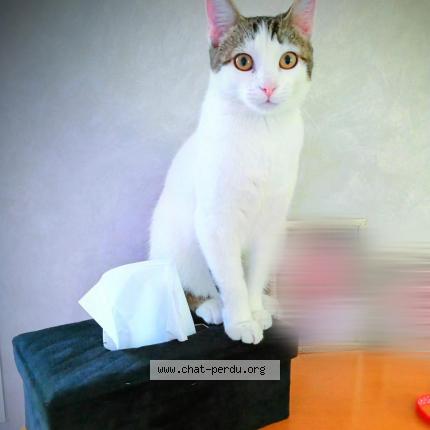 Photo de chat perdu à Breteil
