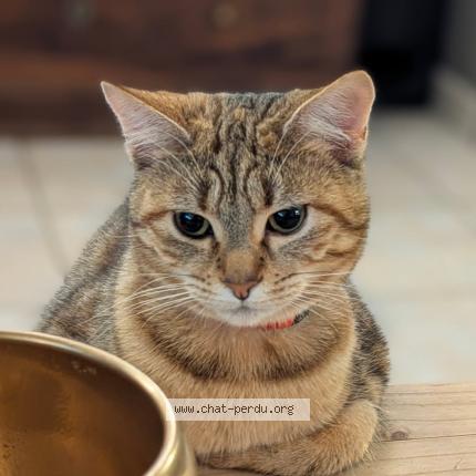 Photo de chat perdu à Nohic