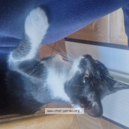 Photo de chat perdu à Hazebrouck