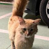 Photo de chat trouvé à Sartrouville