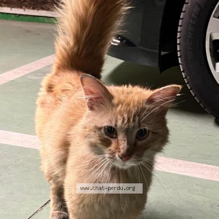 Photo 1/1 Chat retrouvé Trouvé à Sartrouville