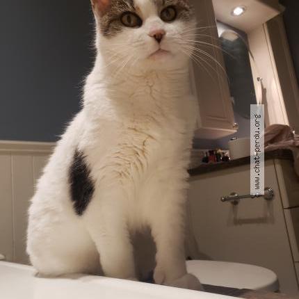 Photo 1/2 Jasmine Chat perdu à Terrebonne