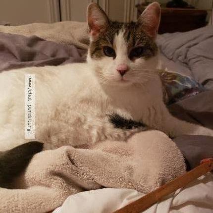 Photo 2/2 Jasmine Chat perdu à Terrebonne