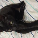 Photo de chat perdu à Buenos Aires