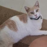 Photo de chat perdu à Chiclayo