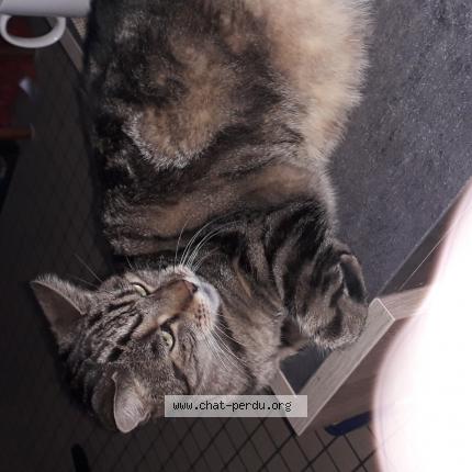 Photo 1/1 Mon Gros pepere Chat perdu à Lewarde