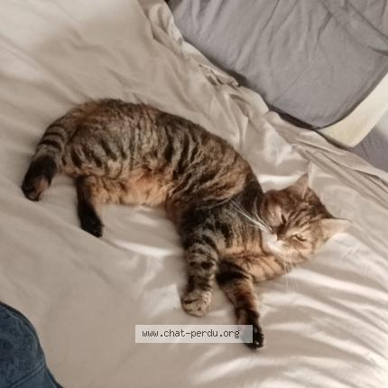Photo de chat perdu à Saron Sur Aube