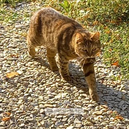 Photo 3/3 Chat retrouvé Perdu à Saron Sur Aube