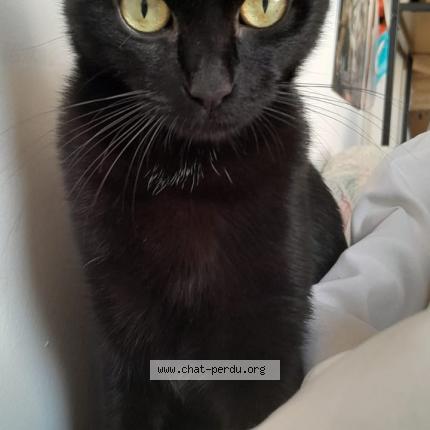 Photo de chat perdu à Pia
