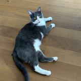 Photo de chat perdu à Gex