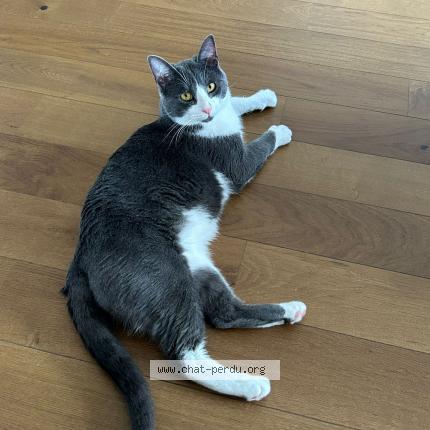 Photo 1/1 Chat retrouvé Perdu à Gex