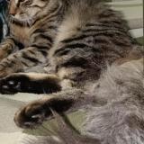 Photo de chat perdu à Bangalore