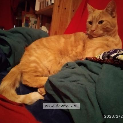 Photo 1/1 Chat retrouvé Perdu à Concots