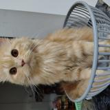 Photo de chat perdu à Ernakulam