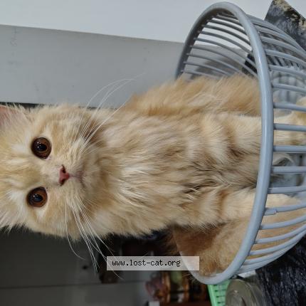 Photo 1/1 Goldie Chat perdu à Ernakulam