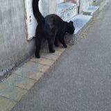 Photo de chat trouvé à Marcq En Baroeul