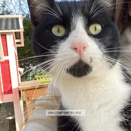 Photo 1/1 Minou Chat perdu à Salies de bearn