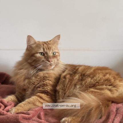 Photo de chat perdu à Saint Etienne De Tulmont