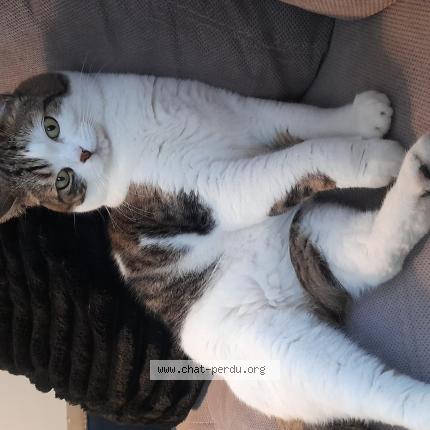 Photo de chat perdu à Seloncourt