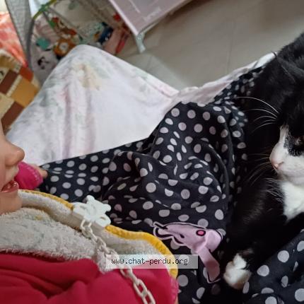 Photo 1/1 Rune Chat perdu à Cressanges