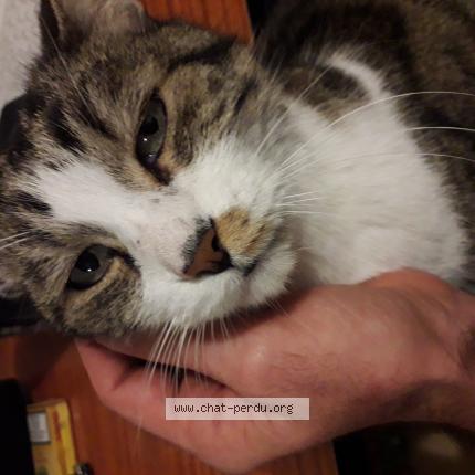 Photo 1/1 Filou Chat perdu à Toulouse