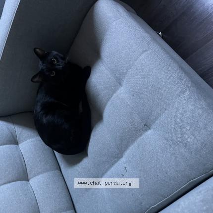 Photo de chat perdu à Saint Gilles