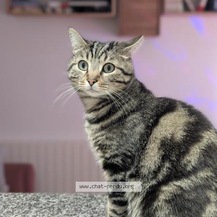 Photo 1/1 Chat retrouvé Perdu à Clamart