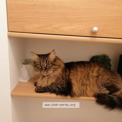 Photo 1/1 Charon Chat perdu à Ploemel