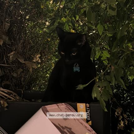 Photo 1/1 Raïki Chat perdu à Montgeron