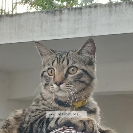 Photo 1/1 Bonsai Chat perdu à Bangalore