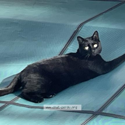 Photo de chat perdu à Rive De Gier