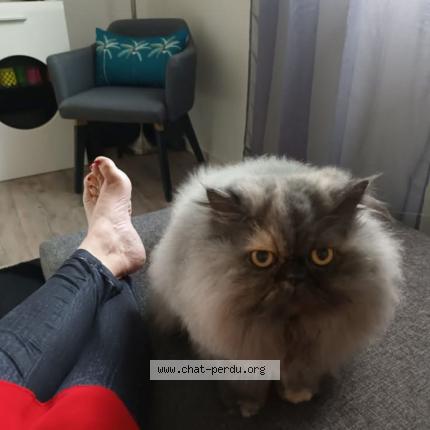 Photo 1/1 Lily Chat perdu à Sautron
