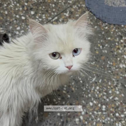 Photo 1/1 Cutie Chat perdu à Guna