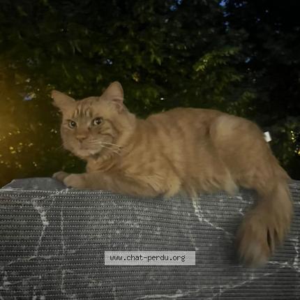 Photo 1/1 Chat retrouvé Perdu à Pessac