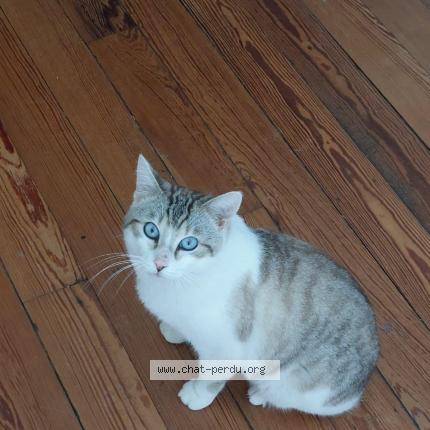 Photo 1/1 Chat retrouvé Perdu à Montbeliard
