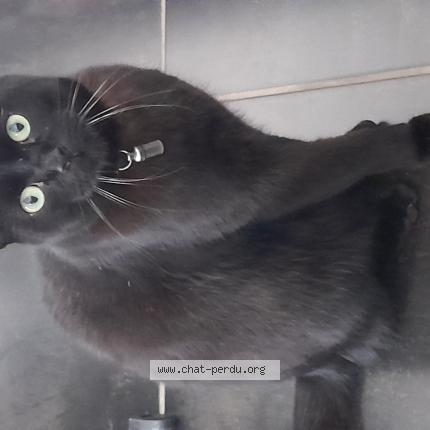 Photo 1/1 Auguste Chat perdu à Le barcares