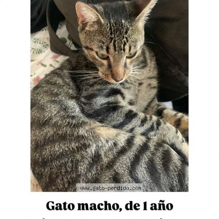 Photo 1/1 Whiskey Chat perdu à Carrasco