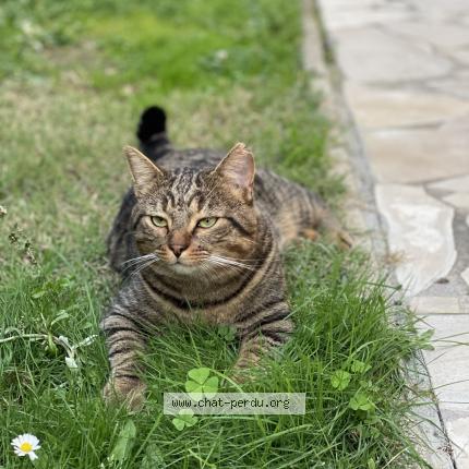 Photo 1/1 Maes Chat perdu à Toulouse lardenne