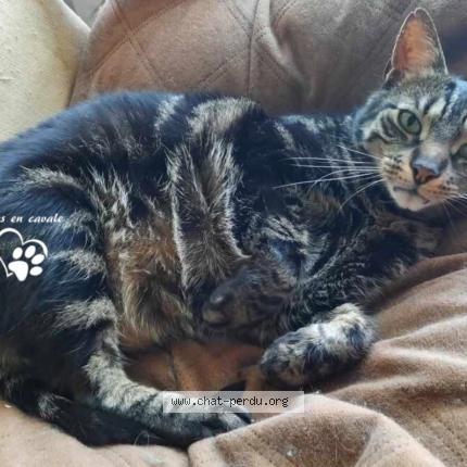 Photo 1/1 Végéta Chat perdu à Cran gevrier