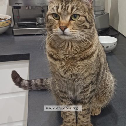 Photo 1/1 Filette Chat perdu à Saint aignan grand lieu