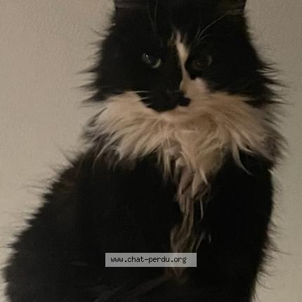 Photo de chat perdu à Marssac Sur Tarn