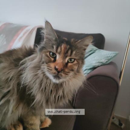 Photo 1/1 Soleil Chat perdu à Les arcs