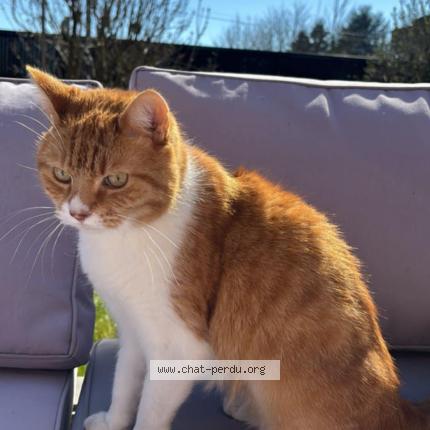 Photo 1/1 Oliver Chat perdu à Wavrin