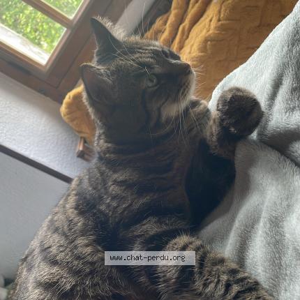 Photo de chat perdu à Cahors